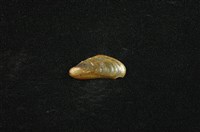 藏品(河殼菜蛤(沼蛤))的圖片